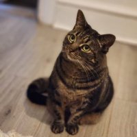 りゅうり (@ryuuri12) 's Twitter Profile