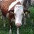 p_portero's profile image