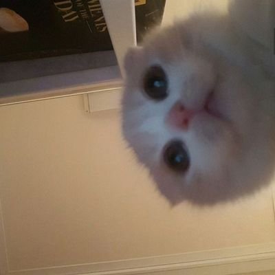 Diana51921383's profile picture. 🫡