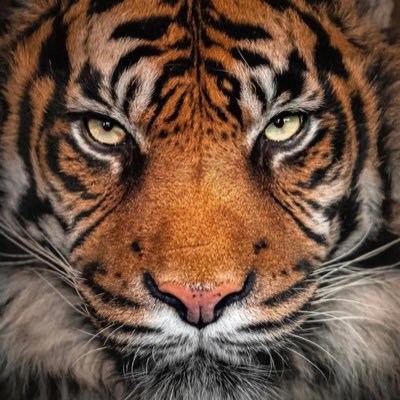 FabXSXMachine's profile picture. 