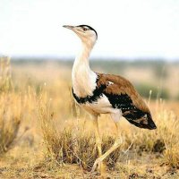 Thar Desert- Rajasthan (@thar_desertlife) 's Twitter Profile Photo Thar Desert- Rajasthan (@thar_desertlife) 's Twitter Profile Photo