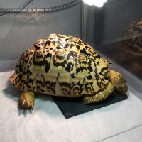 ヒョウモンガメのわたる (@nvmf5ftayn4bey6) 's Twitter Profile