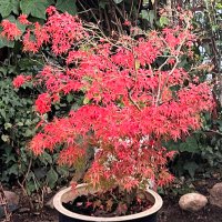 persimmon (@cwsggy) 's Twitter Profile