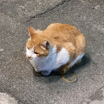 doitanyway0's profile picture. I speak in Korean, English and Japanese. 
I miss Technoblade. RIP
d!/향아치/UC Gundam