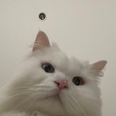 harusbisaaaa's profile picture. masih belajar.