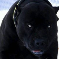 Shon.co2 (@shon_co2) 's Twitter Profile