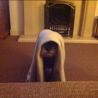 Sarah Moody (@srt72uk) 's Twitter Profile