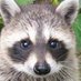 Lord Raccoonus Balony (@toastybalony) Twitter profile photo Lord Raccoonus Balony (@toastybalony) Twitter profile photo