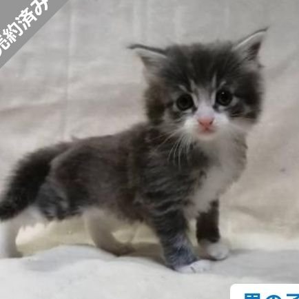 2022年10月12日生まれの兄弟猫、ノルウェージャンフォレストキャットのジャンくん(黒)とノルくん(オレンジ)の成長記録です(ΦωΦ)