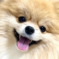 もちゃん🐶🍮(@mochan__1222) 's Twitter Profile Photo