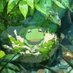 Frog in a Well (@ido_nokaeru) Twitter profile photo Frog in a Well (@ido_nokaeru) Twitter profile photo