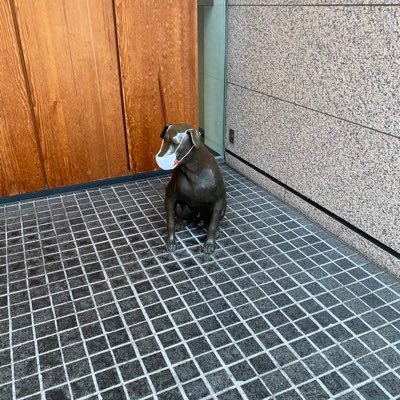 adogadog7's profile picture. 