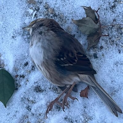 I was just starting to get the hang of this bird app when it went to shit 🤷

tomreid@mastodon.cloud 
https://t.co/8sE34Yx9zv
tomreidmpls@threads.net