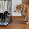 hi7_shibainu's profile picture. ひな:2011/6/25生🌈2025/4/23お空組へ旅立🌈🐕🌱マロ:2022/8/27生まれの女の子🐕 インスタグラム(https://t.co/YGyy8hakPy)やYoutubeの🐕ひなマロもよろしくね🤗