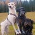 Yoghi & Smilla - Team Mooserhof (@mooserhof) Twitter profile photo Yoghi & Smilla - Team Mooserhof (@mooserhof) Twitter profile photo