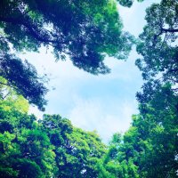 葉 (@tree_gdhhdj) 's Twitter Profile