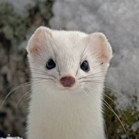 Nεmhαl (@nehmmignon) 's Twitter Profile