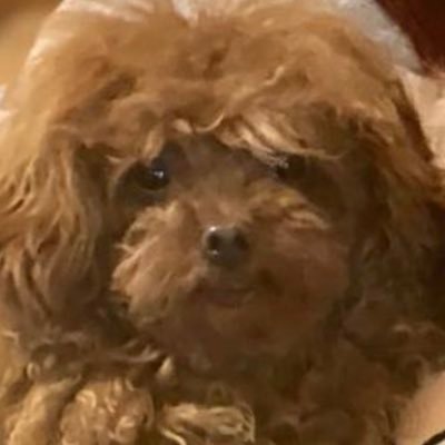 teofila_wu's profile picture. 中文|ENG / post whatever i like 微博:海边小柴  不常po自己的画 po了也请勿擅自搬运到别的平台