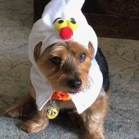 Andyflash79 (@andyflash79) 's Twitter Profile