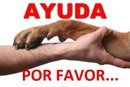 Mientras el círculo de su compasión no abarque a todos los seres vivos, el hombre no hallará la paz por sí mismo (Albert Schweitzer)