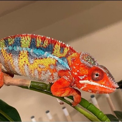 I hatch and raise every baby Panther Chameleons that I sell so I know they are healthy, well-adjusted and eating well.