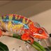 Markโs Chameleons (@markschameleons) Twitter profile photo Markโs Chameleons (@markschameleons) Twitter profile photo
