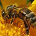 L' ABEILLE 🐝🐝 (@1000abeilles) Twitter profile photo L' ABEILLE 🐝🐝 (@1000abeilles) Twitter profile photo