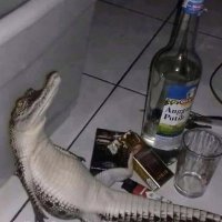 Krok (@diekroko) 's Twitter Profile Photo Krok (@diekroko) 's Twitter Profile Photo