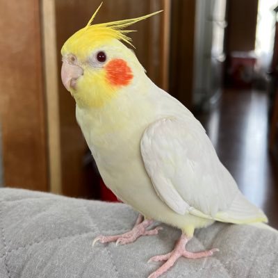 harachan_1's profile picture. 