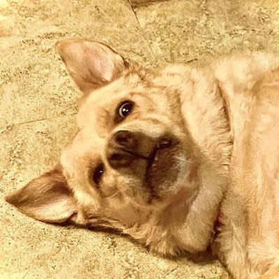 Kenny_Noble1's profile picture. Dog lover, Hudad to Abbey