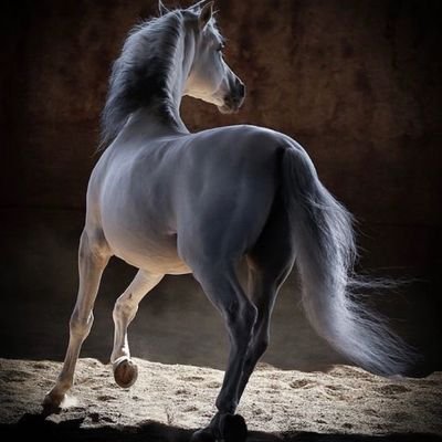 tou61DE2vsezUXC's profile picture. مسلم موحد