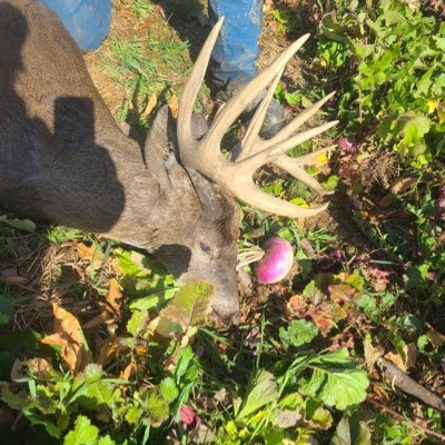 DrewLovelace2's profile picture. Hunter from Maryland. orioles and ravens fan.