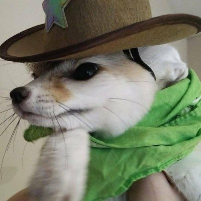 HachiSFW's profile picture. Yes! I am more than 18!
Spanish/English
sometimes silly

onlyfans and cryptobros = blocked