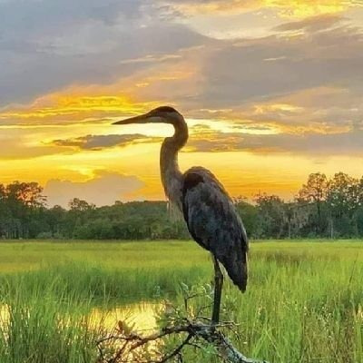 JoeJenk09268689's profile picture. 