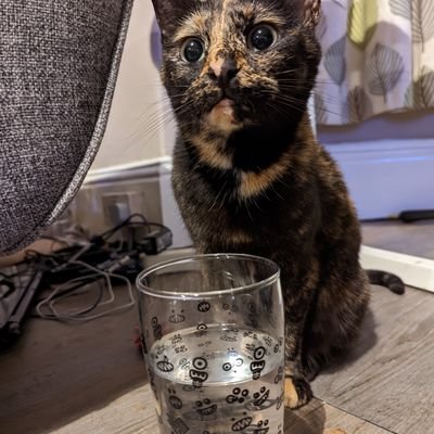 russparkin's profile picture. Cats/DMZ/TT's