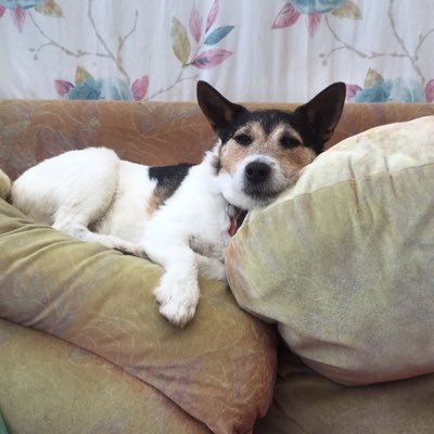 like bikes,my 2 jack Russell’s and hate all kinds of animal cruelty.vegan for the animals and our planet.