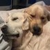 Cindy Pisani (@retriever_momx2) Twitter profile photo Cindy Pisani (@retriever_momx2) Twitter profile photo