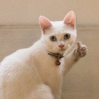 すけべねこ (@nekkoero) 's Twitter Profile