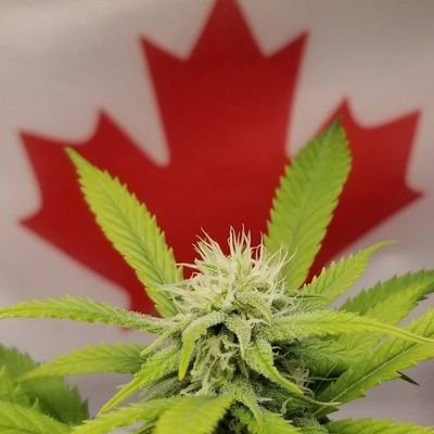 CannabisSamson's profile picture. 