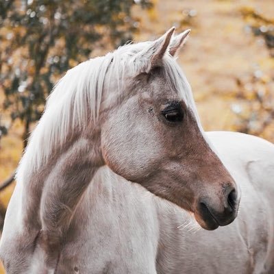 Creating through blockchain technology the worlds first horse register with transparency & traceability for life. Eliminating slaughter, theft & abandonment
