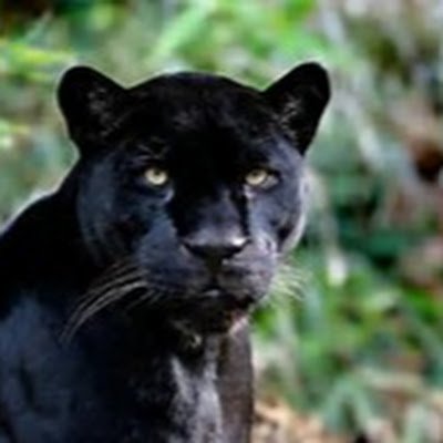 PanthersTva's profile picture. 