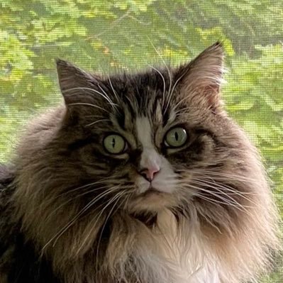 LittleMaineCoon Profile Picture