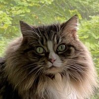 Holly Purr⚜️ (@littlemainecoon) 's Twitter Profile