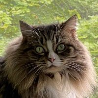 Holly Purr⚜️(@LittleMaineCoon) 's Twitter Profileg