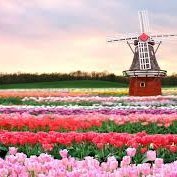 BenChan198712's profile picture. lrc good