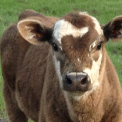 CarleyRanch's profile picture. Ranch in Mendecino country California. We raise Angus cattle. Supply our customers with local Pasture raised Grain Finished beef, and Pork