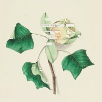 @liza@post.lurk.org (@liza) 's Twitter Profile