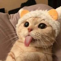 GatoLoco🐾 (@gatoloco000) 's Twitter Profile Photo GatoLoco🐾 (@gatoloco000) 's Twitter Profile Photo