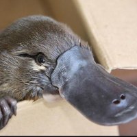 Flatus Platypus (@flatusplatypus) 's Twitter Profile