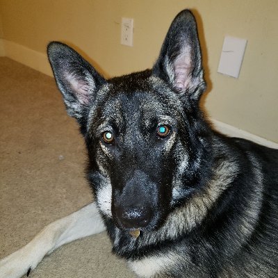 raggsyiam's profile picture. Enemy of global communism. And spiders.